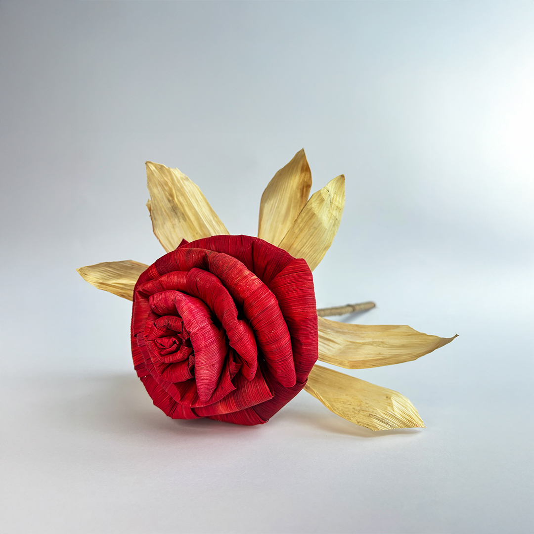 Cornhusk Rose