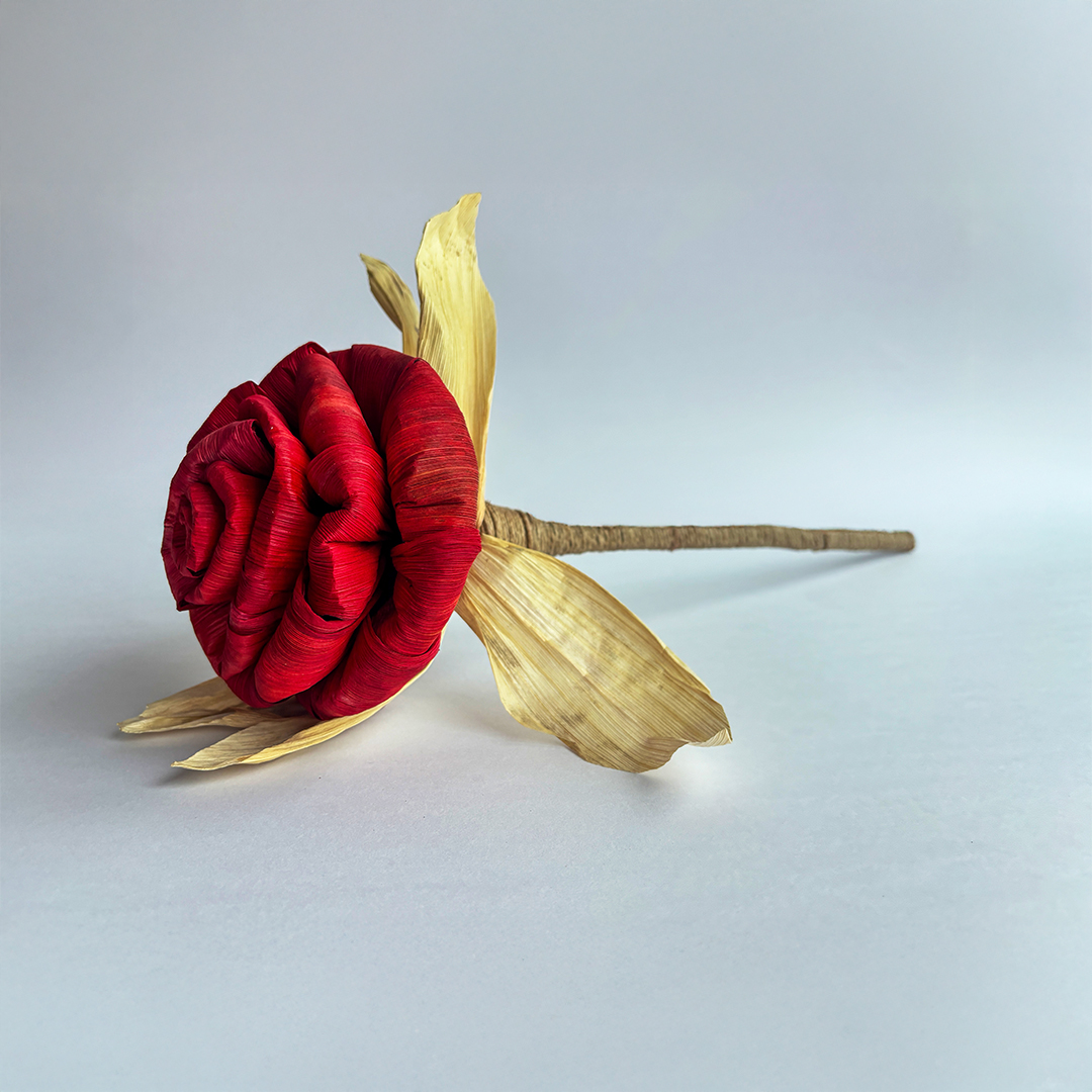 Cornhusk Rose