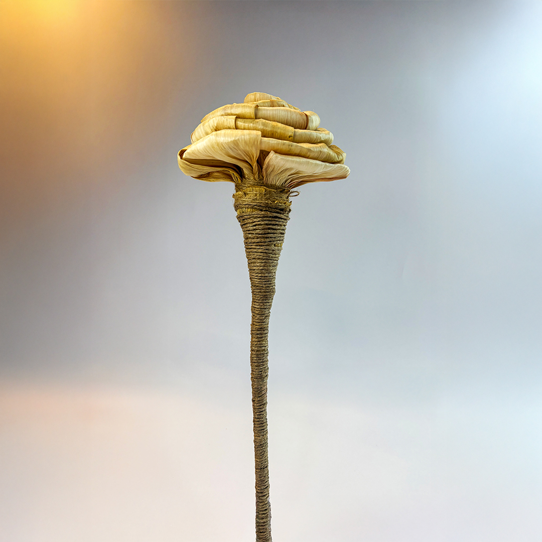 Cornhusk Rose