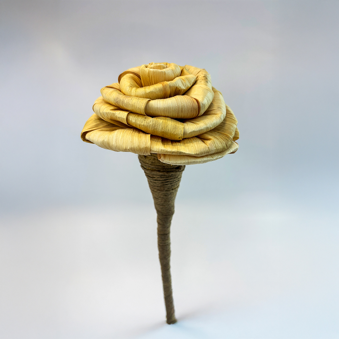 Cornhusk Rose