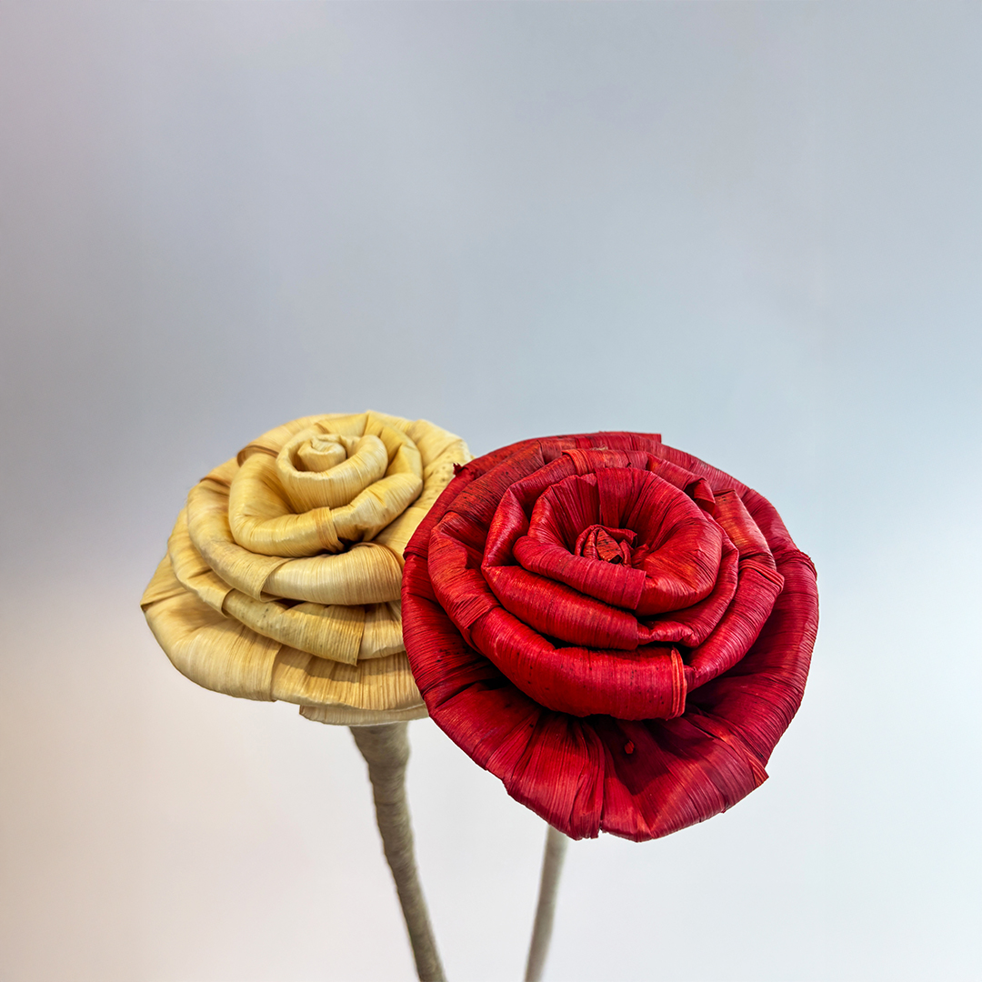 Cornhusk Rose
